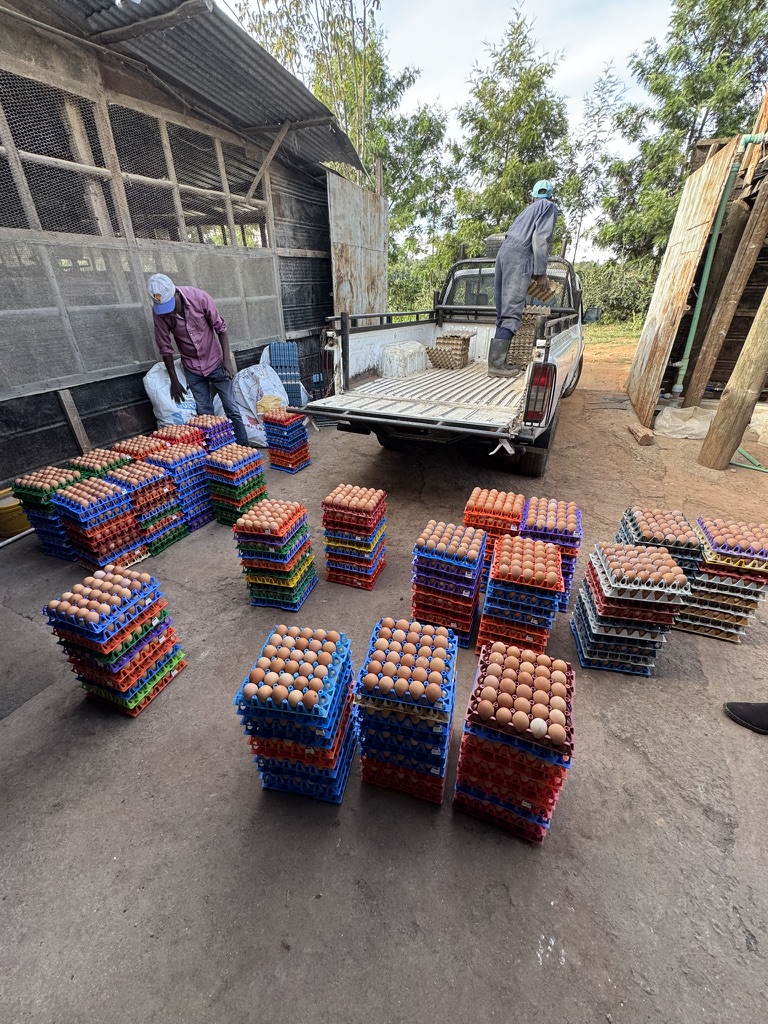 Commercial egg collection at Tough Wood Farms