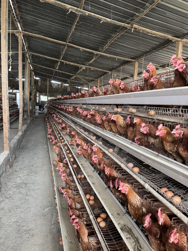 The commercial egg house at Tough Wood Farms
